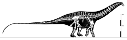 Apatosaurus byl velmi robustní diplodokidní sauropod, u kterého se počet ocasních obratlů vyšplhal až k enormnímu číslu 82. Není jisté, jak velcí byli staří a odrostlí zástupci tohoto rodu, je ale pravděpodobné, že mohli být dlouzí až kolem 30 metrů a dosahovali hmotnosti přes 30 tun. Kredit: Bricksmashtv; Wikipedia (CC BY 3.0)