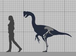 I když byl Eoneophron infernalis podstatně menší než jeho příbuzný Anzu wiley, přesto se jednalo o poměrně velkého zástupce oviraptorosaurů. Dosahoval přibližně velikosti dnešního pštrosa dvouprstého. Kredit: Sauriazoicillus; Wikipedia (CC BY-SA 4.0)