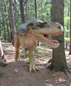 Model dospělého exempláře druhu Albertosaurus sarcophagus umístěný ve venkovní expozici Dinoparku v polské Sklářské Porubě. Ačkoliv albertosaurus nikdy nedosáhl stejné míry popularity jako jeho větší příbuzný druhu Tyrannosaurus rex, do populární kultury pronikl také. Kredit: Vladimír Socha, 2024.