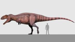 Rekonstrukce přibližného vzezření karcharodontosauridního teropoda druhu Taurovenator violantei a porovnání jeho velikosti s rozměry dospělého člověka. Tento obří dravý dinosaurus vážil zhruba 5,7 tuny a dosahoval délky přes 11 metrů. Kredit: César Díaz Frías; Wikipedia (CC BY-SA 4.0).