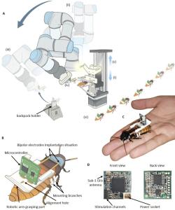 Továrna na šváby kyborgy. Kredit: Lin et al. (2024), arXiv.