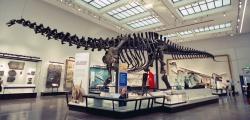 Typový exemplář druhu Brontosaurus excelsus (YPM 1980), na snímku již po modernizaci anatomické stavby skeletu z roku 2020. Kostra je umístěna v expozici instituce Peabody Museum of Natural History při Yaleově univerzitě. Kredit: Matthew Bellemare; Wikipedia (CC BY-SA 2.0)