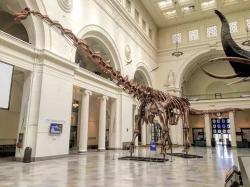 Největší zástupci sauropodních dinosaurů, jako byl 37 metrů dlouhý a kolem 60 tun vážící titanosaur druhu Patagotitan mayorum, vyprodukovali nepochybně velké množství výkalů. O jejich velikosti, podobě, konzistenci nebo zápachu však z fosilního záznamu nemáme žádné informace. Kredit: Zissoudisctrucker; Wikipedia (CC BY-SA 4.0).