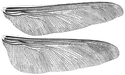 Mohutná křídla s výraznou žilnatinou dala tomuto obřímu hmyzu jeho jméno – slovo „meganeura“ znamená doslova „velká žilka“. Největší fosilní křídla meganeuridů byla dlouhá i přes 30 centimetrů, celkové rozpětí křídel pak u nich bylo více než dvojnásobné. Kredit: Charles Brongniart – Brongniart, 1893, Plate: XLI (edited in Photoshop by G. Bechly 2014); Wikipedia (volné dílo)