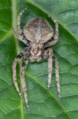 Araneus ventricosus je tvorem nočním. Vyskytuje se především v Číně, Japonsku a Koreji. Kredit: Masaki Ikeda , Wikimedia Commons, CC BY-SA 3.0