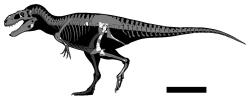 Rekonstrukce kostry a zobrazení dochovaných částí skeletu u typového exempláře druhu Labocania aguillonae (CPC 2974). Délka tohoto menšího nedospělého jedince činila podle odhadu autorů popisné práce asi 6,3 metru. Druhý exemplář, známý podle fosilní dentice, však mohl být podstatně větší. Kredit: H. E. Rivera-Sylva & N. R. Longrich (2024); Wikipedia (CC BY 4.0).