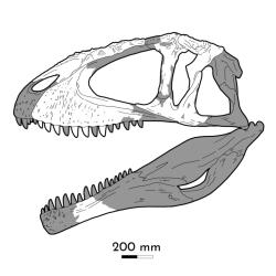 Lebka karcharodontosaura (neotypu) měřila podle odhadů asi 140 až 160 centimetrů, některé odhady hovoří až o délce kolem 163 cm. Kredit: Eotyrannu5; Wikipedia (CC BY-SA 4.0)