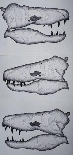 Rekonstrukce lebky „Harleyho“ ve třech různých podobách. Lebka tohoto jedince s délkou kolem 140 cm patří k nejdelším známým kraniím druhu Tyrannosaurus rex vůbec. Kredit: Tomáš Haratický, 2024.