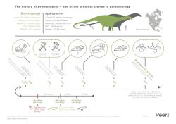 Infografika stručně vysvětlující zjištění výzkumu, publikovaného v roce 2015. Podle něho jsou rody Brontosaurus a Apatosaurus samostatné a v obou případech formálně platné. Kredit: PeerJ/StudioAM; Wikipedia (CC BY 4.0)