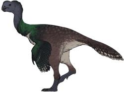 Rekonstrukce přibližného vzezření eoneofrona. Podobně jako většina ostatních cénagnatidních oviraptorosaurů byl i tento teropod opeřeným tvorem „ptačího vzhledu“, pravděpodobně teplokrevným, aktivním a schopným rychlého pohybu. Kredit: Ddinodan; Wikipedia (CC BY 4.0)
