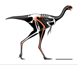 Yuanyanglong bainian je posledním vloni popsaným dinosaurem podle abecedního řazení. Fosilie tohoto velmi malého oviraptorosaurního teropoda byly objeveny v sedimentech geologického souvrství Miao-kou (Miaogou) na území Autonomní oblasti Vnitřní Mongolsko na severu Číny. Je znám podle dvou zatím objevených částečně dochovaných kosterních exemplářů, pocházejících z období rané křídy (asi 120 až 100 milionů let). Kredit: SlvrHwk; Wikipedia (CC BY-SA 4.0)