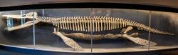 Exponát MCZ 1285, rekonstruovaná kostra druhu Kronosaurus queenslandicus v prostorách Harvardské univerzity. Dnes se tomuto exempláři přezdívá „Plasterosaurus“, protože má o osm obratlů navíc a jeho lebka svým tvarem rovněž neodpovídá skutečnosti. Délka byla původně nadsazena a činila 12,8 metru, dnes se odhady pohybují zhruba o 2,5 metru níže. Kredit: Tim Sackton; Wikipedia (CC BY-SA 2.0)