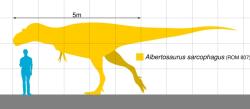 Albertosauři byli velcí tyranosauridní teropodi, ačkoliv byli podstatně menší a štíhleji stavění než tyranosauři. Největší známí jedinci dosahovali délky kolem 9 metrů a jejich hmotnost se mohla blížit 3 tunám. Kredit: Slate Weasel; Wikipedia (CC0).