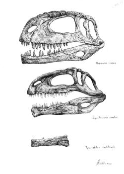 Výtvarná rekonstrukce lebek a lebečních fragmentů tří obřích argentinských karcharodontosauridů, v pořadí odshora jsou to rody Mapusaurus, Giganotosaurus a Tyrannotitan. Nejdelší dosud objevené lebky těchto teropodů měří na délku až kolem 1,7 metru. Kredit: Vladimír Rimbala, 2017 (využito se svolením autora).