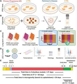 Design experimentu s minimozky. Kredit: Marotta et al. (2024), Stem Cells Translational Medicine.