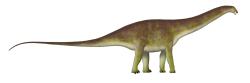 Současná představa o vzezření sauropodního dinosaura rodu Brontosaurus. Tento obří býložravec žil patrně ve stádech a obýval oblasti dnešních států Colorado, Wyoming a možná i dalších v období pozdní jury, asi před 151 miliony let. Kredit: UnexpectedDinoLesson; Wikipedia (CC0)