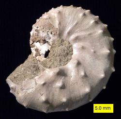 Paleontologové znají již několik druhů amonitů, které patrně přežily katastrofu K-Pg a jejichž zástupci mohli existovat až do doby zhruba 500 000 let po impaktu na konci křídy (tedy asi do doby před 65,5 miliony let). Jedním z nich je i severoamerický rod Discoscaphites, jehož fosilní pozůstatky byly objeveny v raně paleogénních sedimentech souvrství Tinton a Hornerstown na území New Jersey (na snímku křídový druh D. iris ze souvrství Owl Creek, Mississippi). Kredit: Wilson44691; Wikipedia (volné dílo)