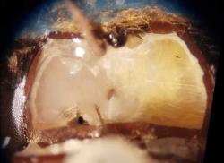 Průřez mozkem včely medonosné s připojeným senzorem. Kredit: Saha lab, Michigan State University