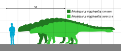 Zatím největším známým zástupcem ankylosaurů je Ankylosaurus magniventris, žijící na konci křídové periody na území Laramidie. Největší známý exemplář tohoto druhu mohl dosahovat délky 8 až 10 metrů a hmotnosti kolem 8 tun, přesto by byl jen trpaslíkem proti záhadnému obrovi z Marylandu. Přesné rozměry Marshem popsaného obrněného dinosaura jsou však stále velkou hádankou. Kredit: Slate Weasel; Wikipedia (volné dílo).