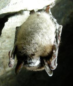 Netopýr hnědavý (Myotis lucifugus) těžce nakažený patogenní houbou Pseudogymnoascus destructans. Kredit:  National Digital Library, volné dílo.