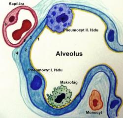 Kyslík prechádza do krvi z pľúcneho mechúrika - alveolu (1) cez jemnú alveolokapilárnu membránu (2-5), ktorú tvorí výstelka alveolu, priliehajúca na stenu krvnej vlásočnice - kapiláry (6). Kredit: Wikiskripta.