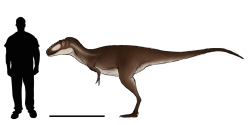 Asiatyrannus byl dlouhý zhruba jako osobní automobil a vážil přibližně tolik, co dvě dospělé osoby. Přesto byl na poměry tyranosauridních teropodů až překvapivě malý. Například sám Tyrannosaurus rex byl víc než čtyřikrát delší a vážil až padesátkrát více než jeho drobný východoasijský příbuzný. Kredit: Definitely NOT Dilophosaurus; Wikipedia (CC BY-SA 4.0)