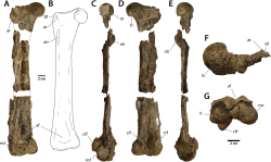 Některé z objevených fosilií druhu Eoneophron infernalis. Levá stehenní kost měří na délku 39 cm a její obvod činí 10,6 cm. Na základě této kosti byla odhadnuta celková tělesná hmotnost dinosaura na 78 kilogramů. Kredit: Atkins-Weltman, K. L.; et al. (2024); Wikipedia (CC BY 4.0)