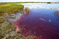 Znečištěné prostředí v zátoce Barataria, Louisiana. Kredit: A. Whitehead.