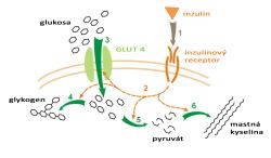 Inzulín riadi vstup glukózy do buniek po naviazaní na špecifický receptor. Ak je ho málo, glukóza sa hromadí v krvi a chýba v metabolizme bunky. Kredit: Pan Hyde, Wikiskripta.eu, volné dílo.