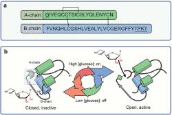 Ako to funguje: neaktívny GRI inzulín s obsadeným väzobným miestom pre glukózu v prostredí s nízkou koncentráciou glukózy je na ľavej strane obrázku, aktívna konformácia pri vysokej koncentrácii glukózy s voľným väzobným miestom pre glukózu je na pravej strane obrázku. Kredit: Mark A. Jarosinski, Indiana University School of Medicine, Indianapolis.