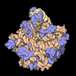 Ribozom je ribonukleoprotein nacházející se ve vysokých počtech v cytoplazmě. Jejich úkolem je tvorba proteinů. Na obrázku je ribozomální podjednotka archebakterie. Kredit: David S. Goodsell, CC BY 4.0