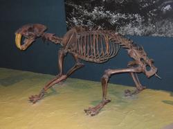 Smilodon californicus, fosílie v museu ve Washingtonu. Kredit: Postdlf, Wikipedia, CC BY-SA 3.0