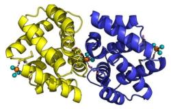 Krystalografická podoba proteinu Fel d 1. Z kočičích alergenů ten nejdůležitější. Kredit: Ligabue-Braun et al.,  Allergy Asthma Clin Immunol. Open acces.  https://aacijournal.biomedcentral.com/articles/10.1186/s13223-018-0239-8/figures/1