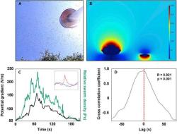 Vliv roje včel na gradient atmosférického potenciálu.  
(A) Roj včel prolétající monitorem elektrického pole na experimentálním místě. 
(B) Model ilustrující potenciální vliv roje včel na gradient atmosférického potenciálu (ve V/m). 
(C) Vztah mezi atmosférickým potenciálovým gradientem a hustotou roje včel, která je vyjádřena jako hustota pixelů. Graf ukazuje dynamiku gradientu pro oba případy: roj včel (červeně) a podmínky otevřeného pole (modře). Graf srovnává, jak se gradient atmosférického potenciálu mění v přítomnosti roje včel ve srovnání s otevřeným polem bez včel. Zeleně relativní hustota včel koreluje s gradientem potenciálu (černě).
(D) Analýza vzájemné korelace mezi gradientem atmosférického potenciálu a hustotou včelího roje.
Kredit: Hunting et al. (2022).