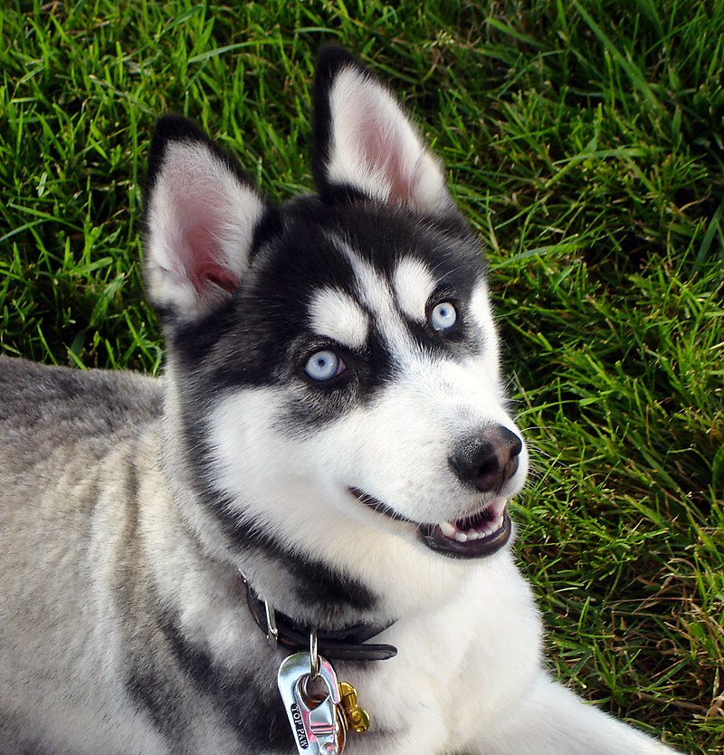 Sibiřský husky. Místem vzniku tohoto plemene je Sibiř. V průběhu 19. století se přičiněním obchodníků dostával ze Sibiře do Severní Ameriky. Dnes je husky považován za americké psí plemeno. Kredit:  Pamela Carls, Wikipedia, CC BY-SA 2.0