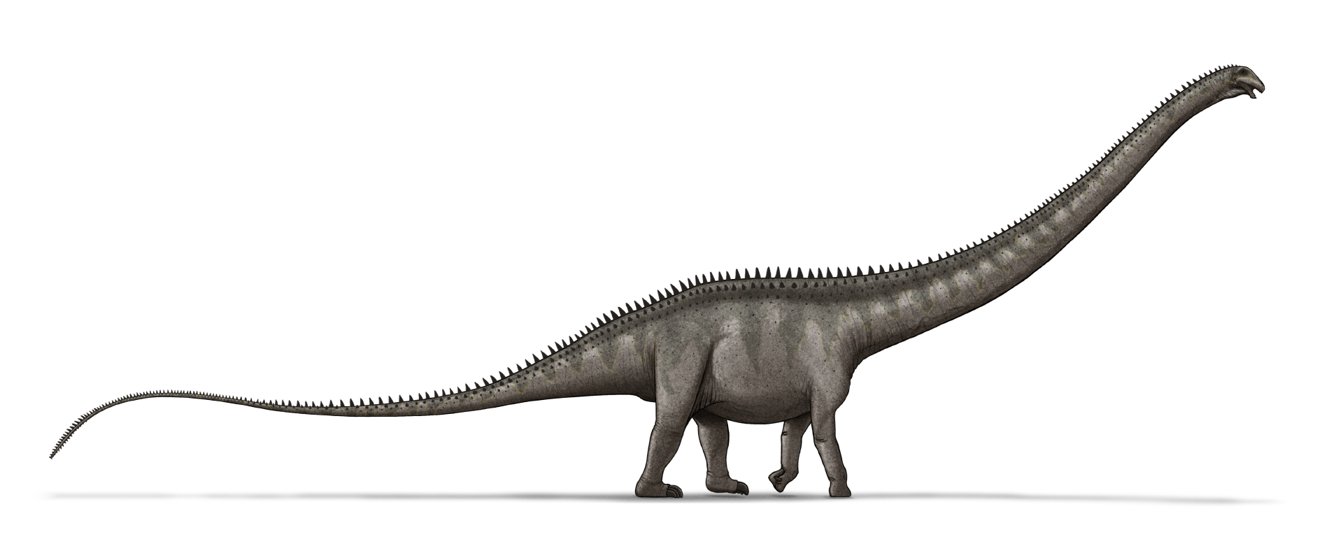 Výtvarná rekonstrukce přibližného vzezření obřího diplodokidního sauropoda druhu Supersaurus vivianae. S odhadovanou délkou až kolem 40 metrů představuje tento pozdně jurský obr jednoho z nejdelších známých obratlovců všech dob. Byl ale také jedním z