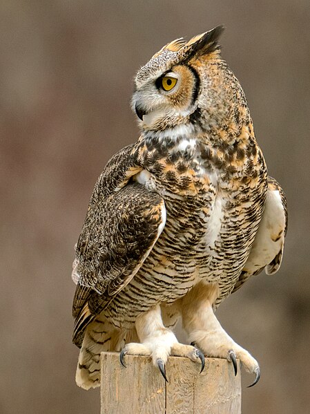 Odhodlaný výr virginský (Bubo virginianus). Kredit: Peter K Burian, Wikimedia Commons, CC BY-SA 4.0.