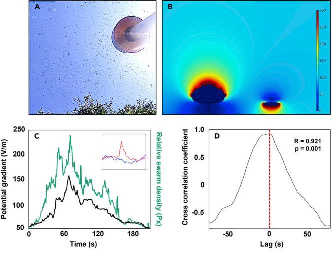 Vliv roje včel na gradient atmosférického potenciálu.  
(A) Roj včel prolétající monitorem elektrického pole na experimentálním místě. 
(B) Model ilustrující potenciální vliv roje včel na gradient atmosférického potenciálu (ve V/m). 
(C) Vztah mez